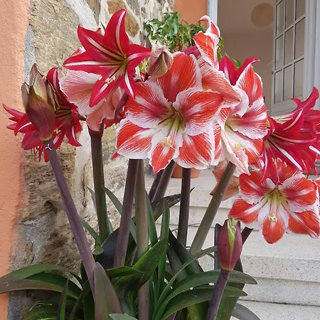 Appartement Virita *